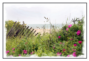 Nantucket Sea Grass