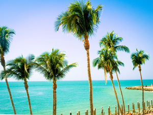 PalmsMarco