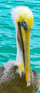 Pelican II