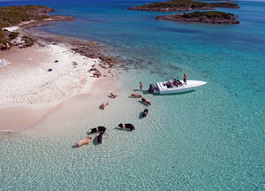 PigBeach