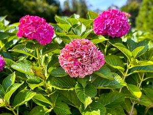 Pink Hydrangea