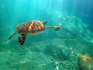 SeaTurtle10