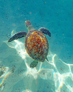 SeaTurtle11