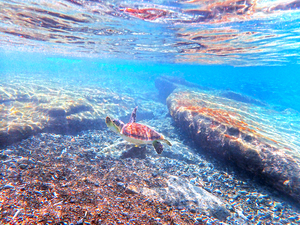 SeaTurtle12