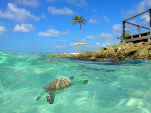 TurtleBay