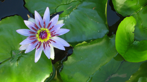 Water Lilly