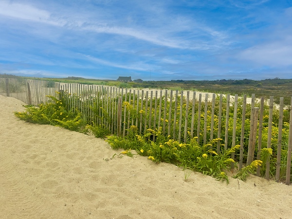 Sea Grass H Digital Download