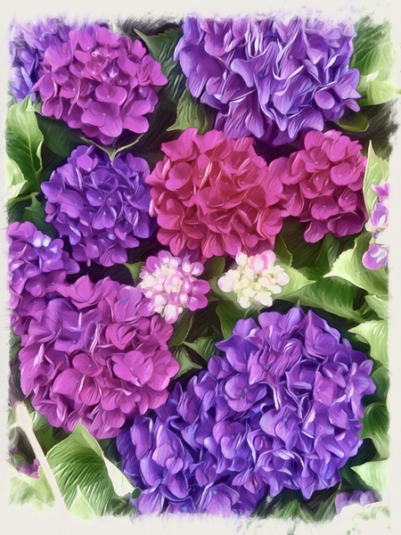Hydrangeas  by JANIce