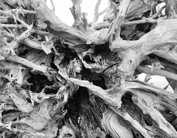 Drift Wood Digital Download