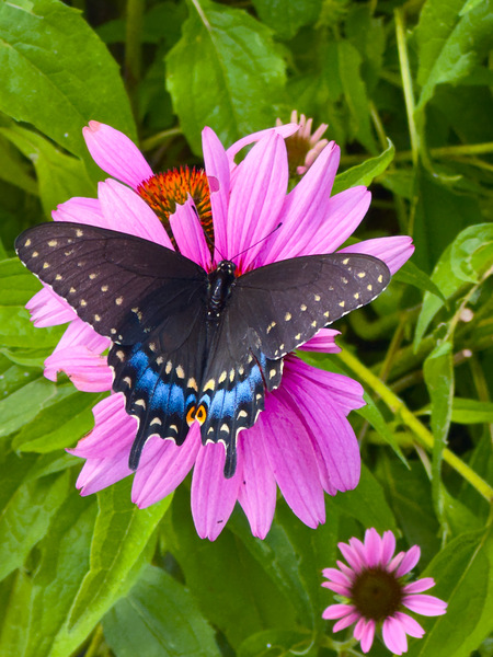 Black Swallowtail I Digital Download