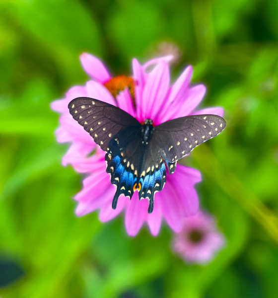 Black Swallowtail II Digital Download
