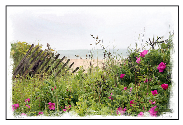 Nantucket Sea Grass Digital Download