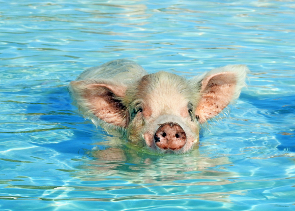 Piglet by JANIce