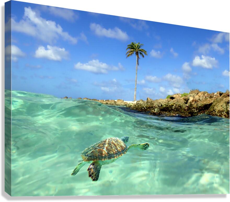 Turtle Bay  Canvas Print