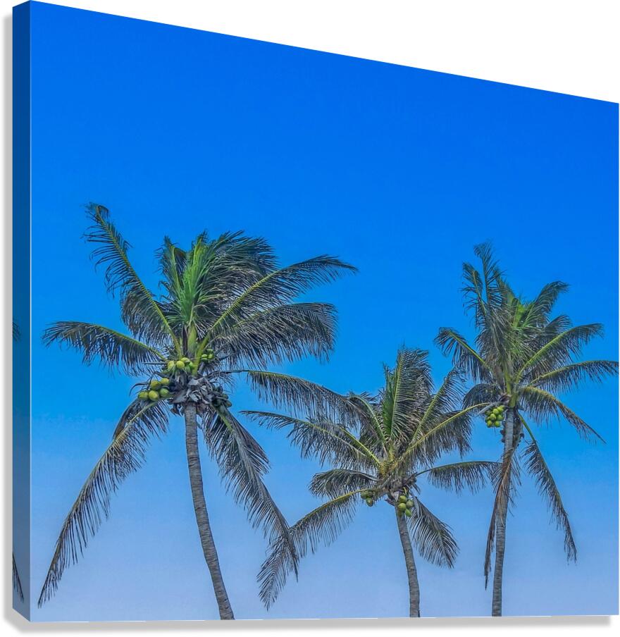 Palms Canvas Print