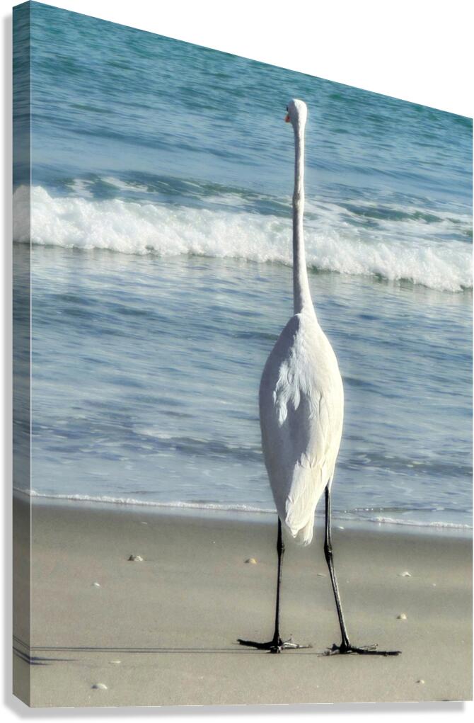 EGRET3a Canvas Print