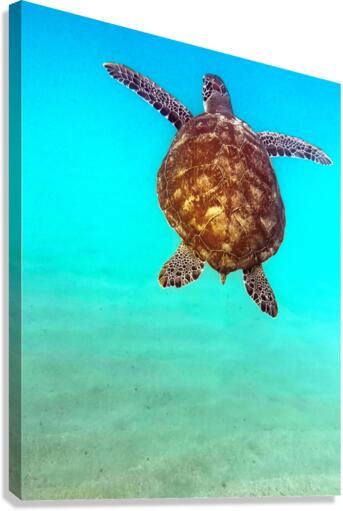 IMG 6750 Canvas Print