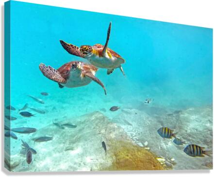 IMG 6870c Canvas Print