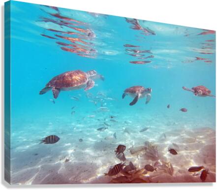 IMG 6869 Canvas Print