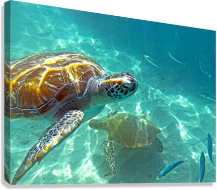 IMG 6922 Canvas Print