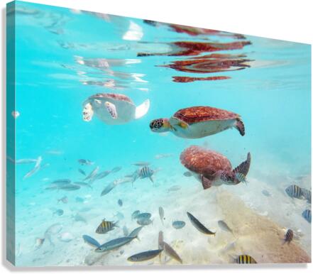 Sea Turtle 4 Canvas Print