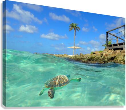 TurtleBay Canvas Print