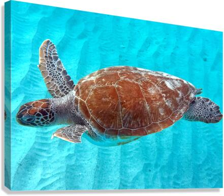 Sea Turtle 3 Canvas Print