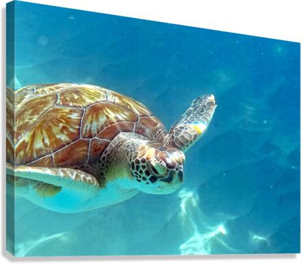 Sea Turtle 2 Canvas Print