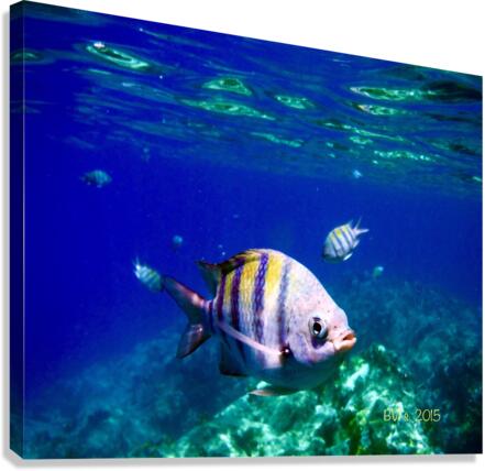 Sergeant Major Canvas Print