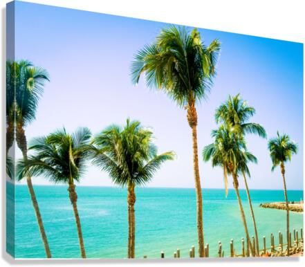 PalmsMarco Canvas Print