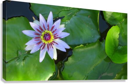 Water Lilly Canvas Print