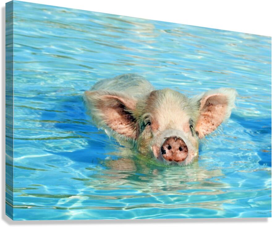 Piglet Canvas Print