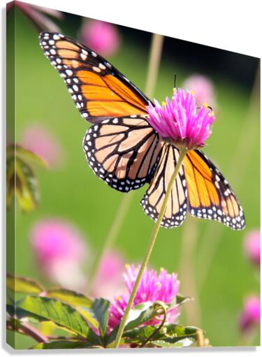 Monarch II Canvas Print