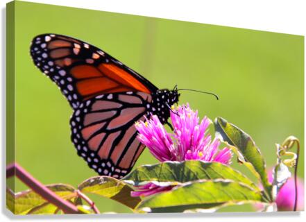 Monarch Canvas Print