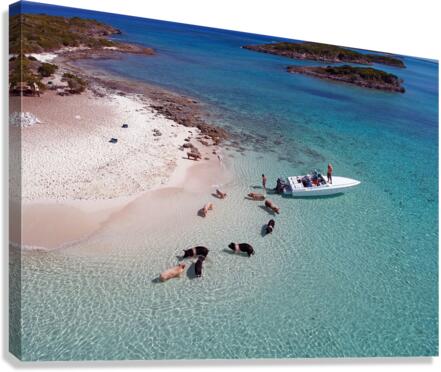 PigBeach Canvas Print