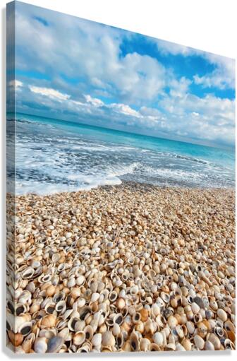 Shell Yah Canvas Print