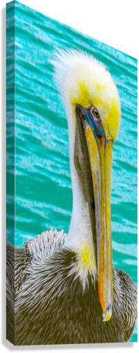 Pelican II Canvas Print
