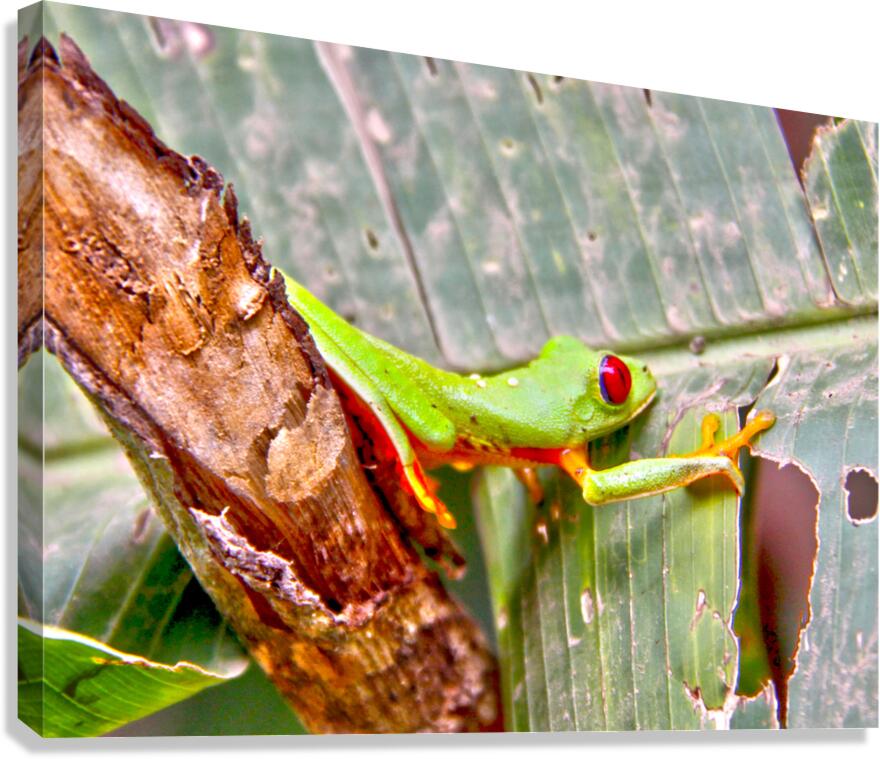 Green Frog Canvas Print