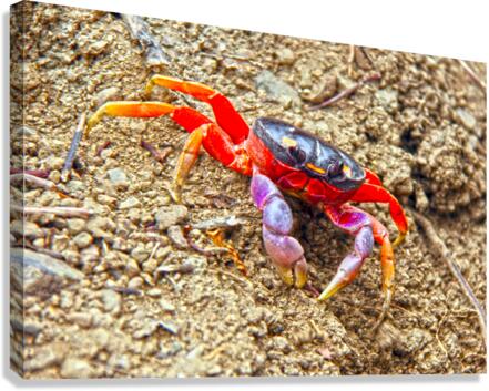Orange Crab Canvas Print