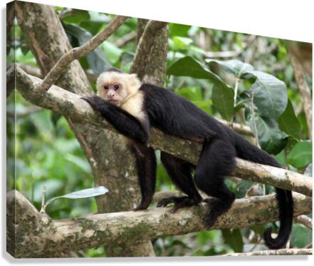 Monkey   White faced Capuchin Canvas Print