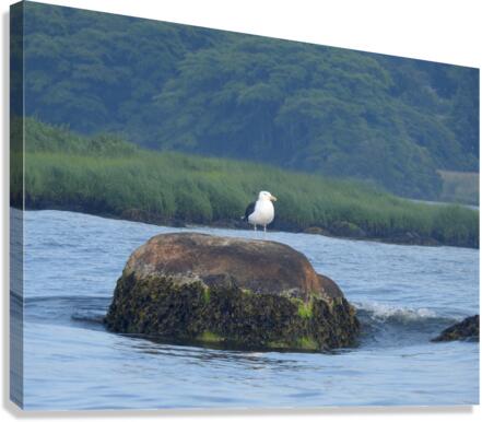 Sea Gull Soft Canvas Print