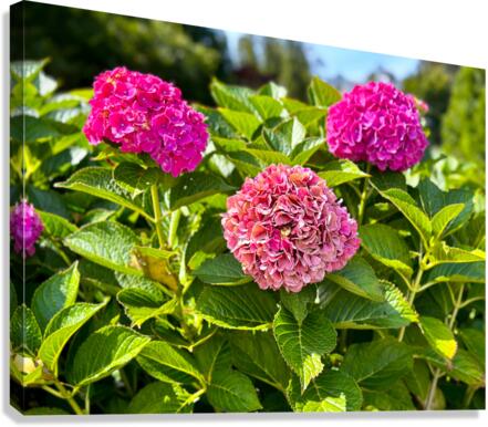 Pink Hydrangea Canvas Print