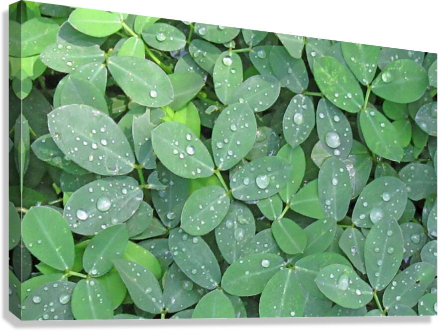 Rain Droplets Canvas Print