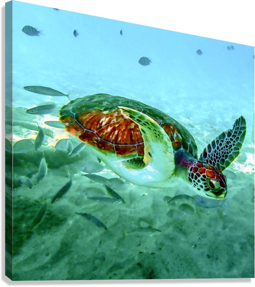 Sea Turtle 1 Canvas Print