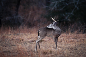 Young Whitetail Buck
