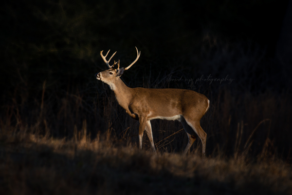 Non Typical Whitetail Buck by Taylor Burson