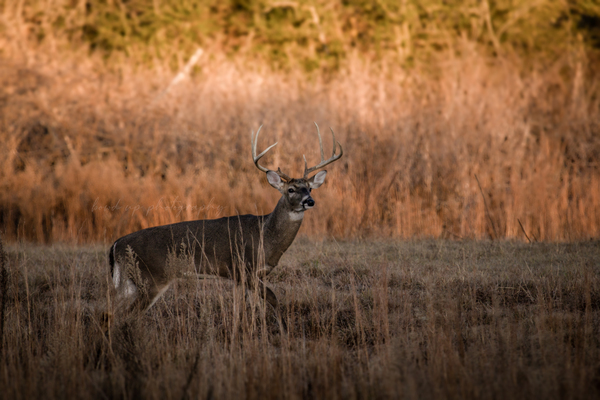 Whitetail Buck by Taylor Burson