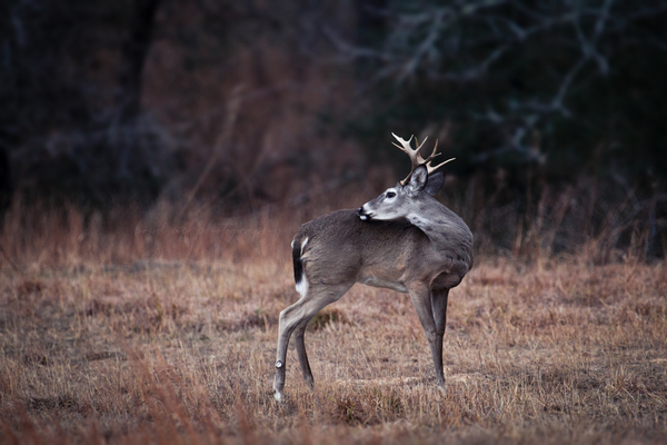 Young Whitetail Buck by Taylor Burson