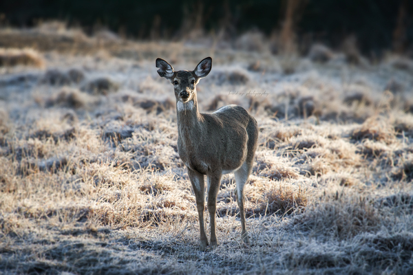 Young Whitetail Doe Print