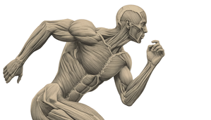 Graphite Velocity — Classical Runner Muscle Study